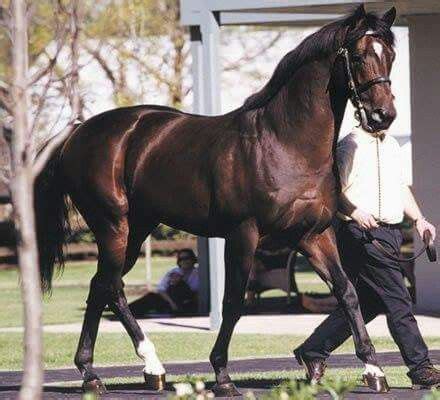 winning brew horse breed